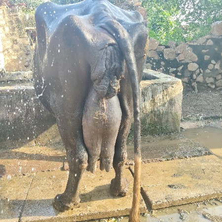ભેંસ વેચવાની છે