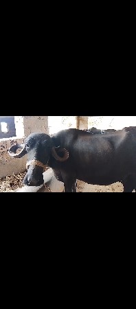 વેચવાની છે