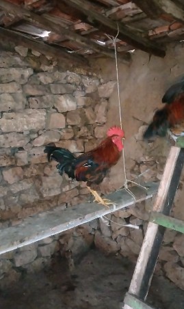દેશી મરઘા