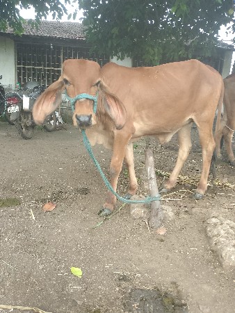 દેશી વાછડી દેવાની છે સાચવે તેને