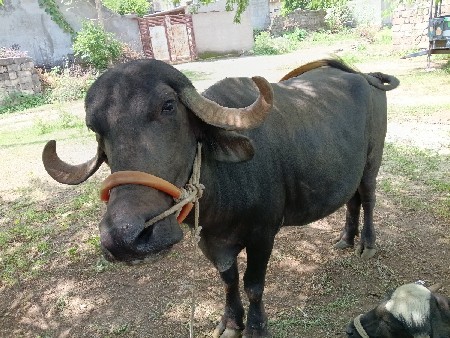 vesavani se