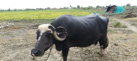 વેચવા ની છે