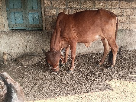 વેચવાની છે
