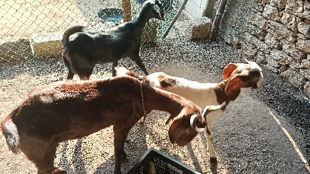 2.  બકરી.  1.   એક પાઠડી