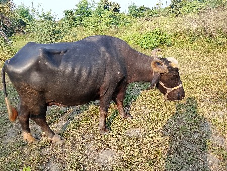 ભેંસ વેચવાની છે