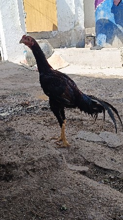 અસીલ મુરઘો વેચવાનો છે આઠ મહિનાનો