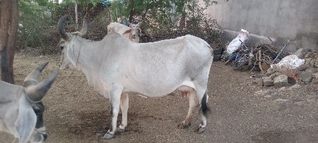 Juna Junagarh Tahsil Taluka