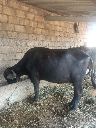 ભેંસ વેચવાની છે