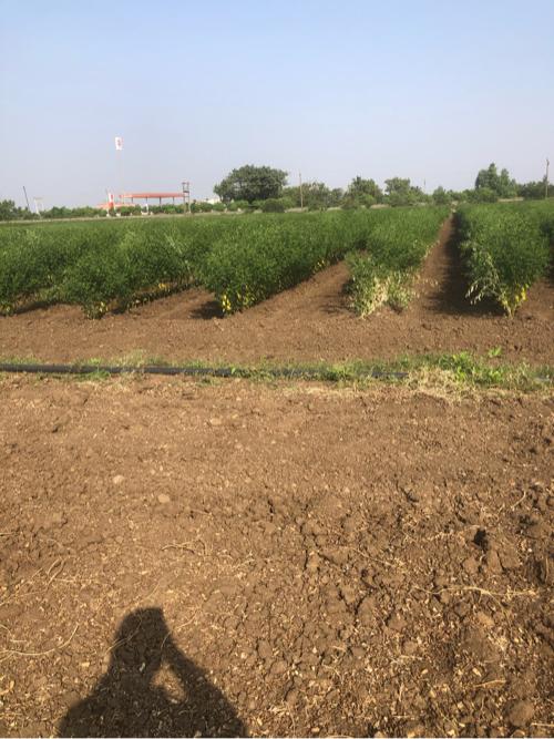 જમીન વેચવાની છે