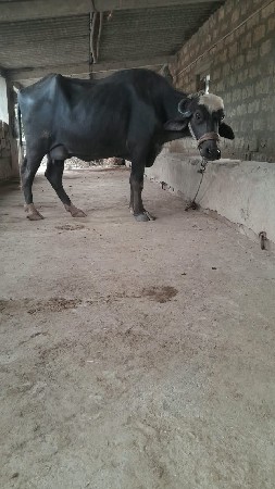 ભેંસ વેચવાની છે