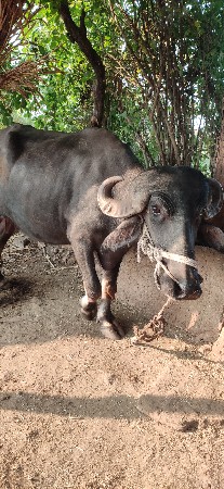 ભેંસ વેચવાની છે
