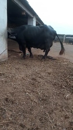 આ ભેંસ વેચવાની છે