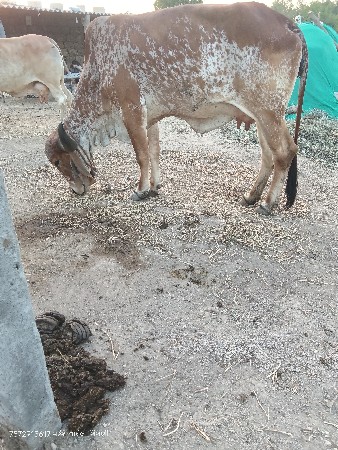 બે ગીર હોડકી વેચવાની છે