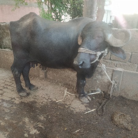 ભેંસ વેચવાની છે