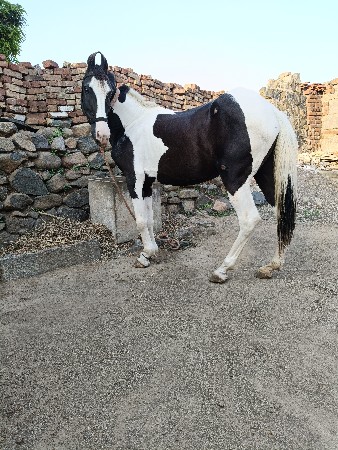 ghodi bavli