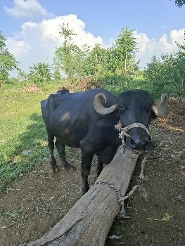 ભેસ વેચવાનું છે