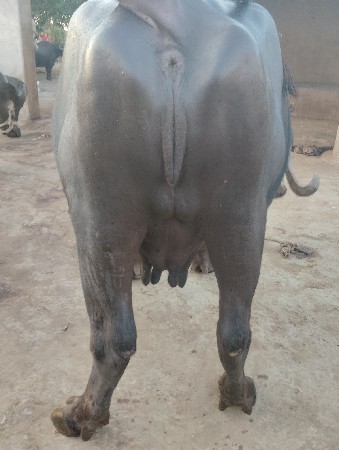 bhas vasvani se