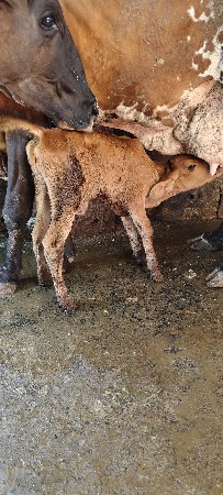 ક્રોસ વાસળી આપવાની છે