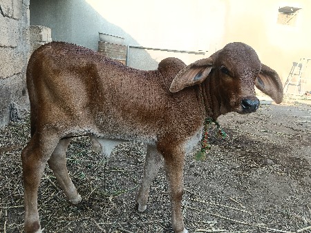 વેચવાની