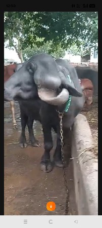 ઠાલી જાફરાબાદી ખડેલી લેવાની છે