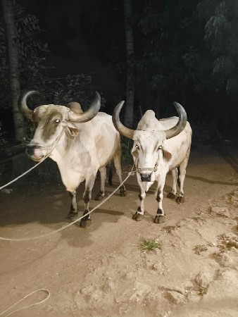 વેશવાના છે