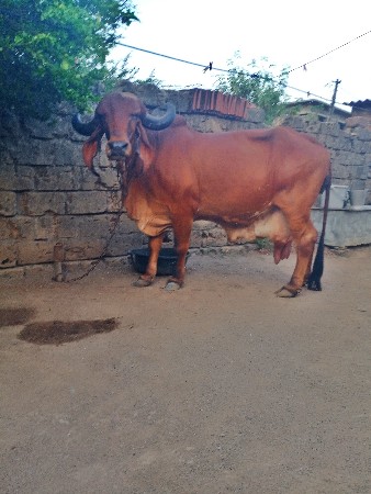 ઓરીજનલ ગીર
