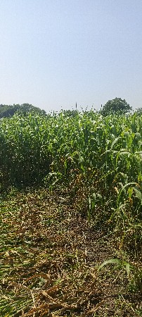 લીલી જુવાર વેચવાની છે