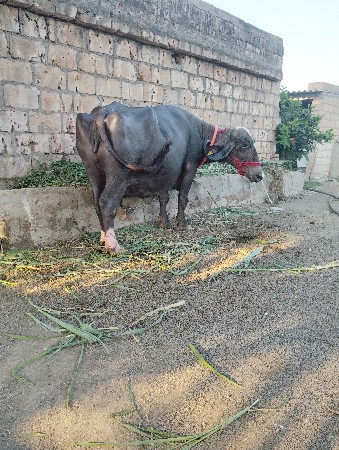 4 વેતર