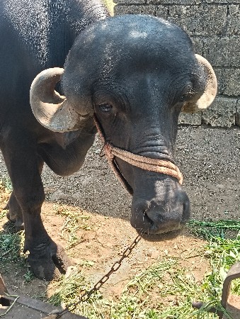 ભેસુ વેચવાની છે