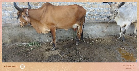 વેચવાની છે