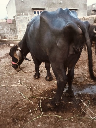 ભેંસ.
