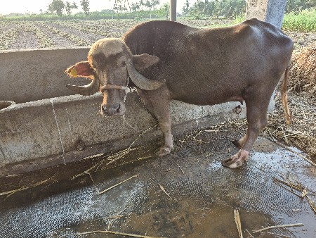 ખડાઈ વેચવાની છે.