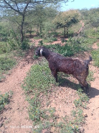 બકરો