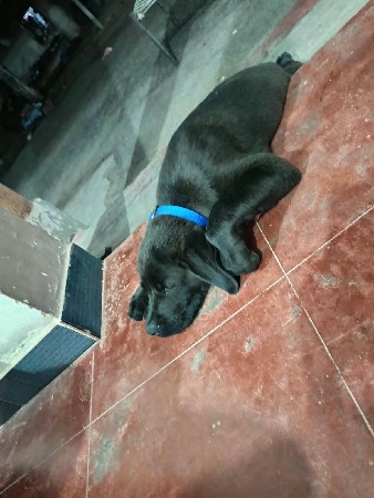Leb Hevy Bon