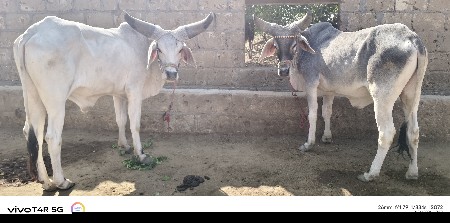 ગોઢલા વેચવાના છે