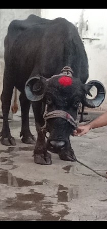 ભેંસ વેચવાનું છે 1 છે
