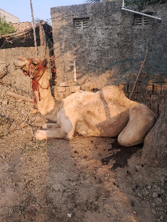 raju