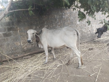 ગીર ગાય વેચવાની છે