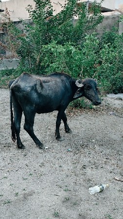 આ ૨. ખડોલા વેચવાના છે