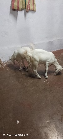 બકરાની જોડી દેવાની છે