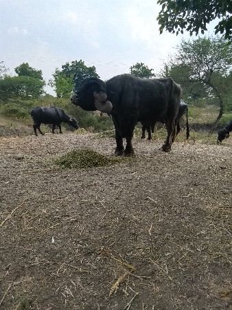 પાડો વેચવાનો છે