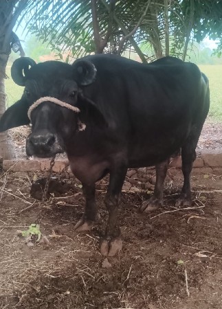 બીજ વેતર