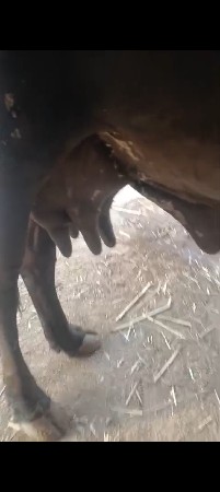 બ્લેક લીલડી ગાય વેચવાની છે