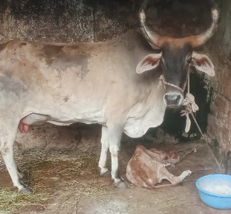 ગાય વેચવાની છે
