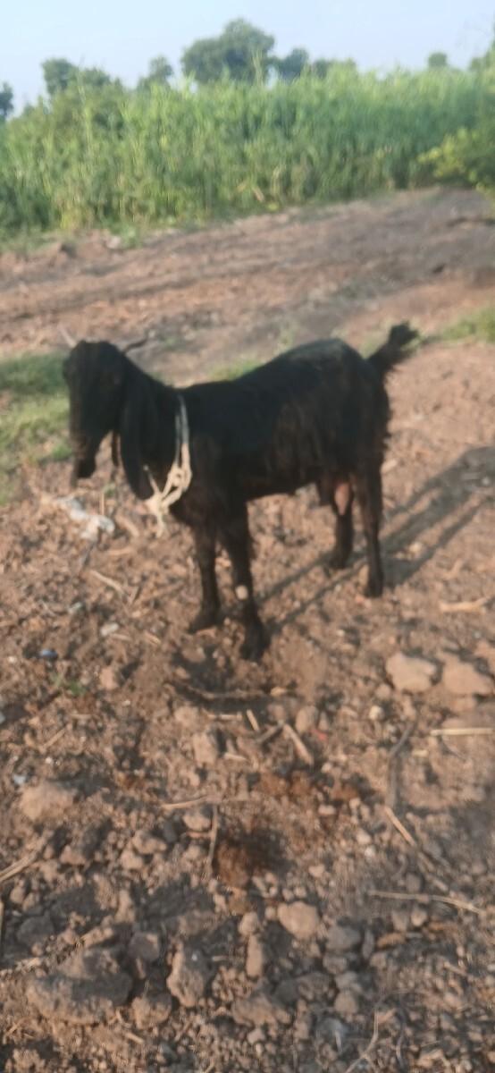 બકરી વેશવાની છે