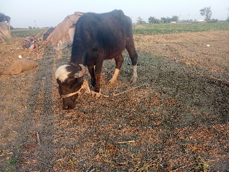 ખડેલા