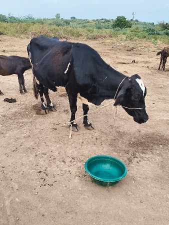 જર્સી ગાય વેચવાની છે