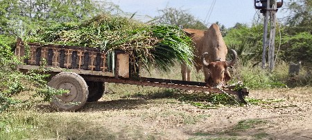 બળદ આપી દેવાનો છે
