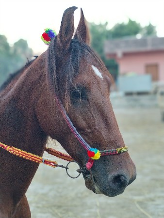 ghodi