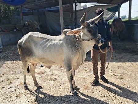 કાંકરેજ ગાય વેચવાની છે